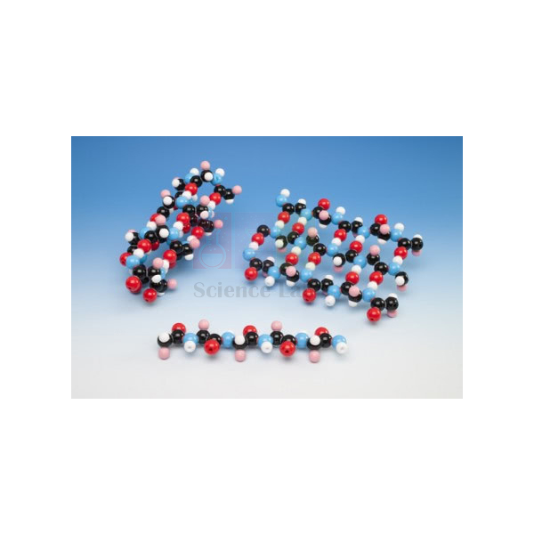Molecular Model Set, 20 Amino Acid Collection